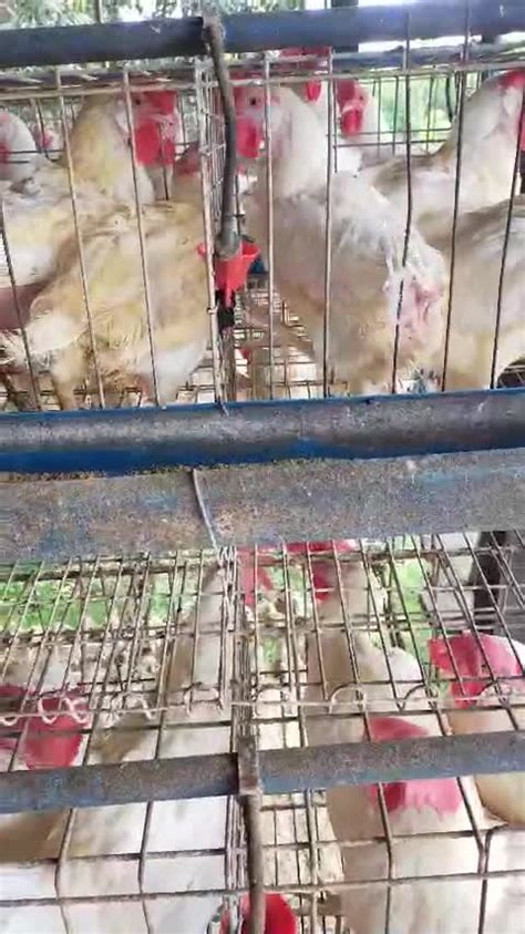 tamang sukat ng tari sa manok|Tamang sukat sa kulungan ng manok (broiler at layer).